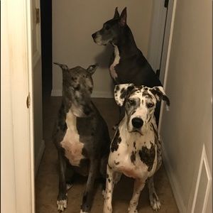 Meet your Posher, Dana